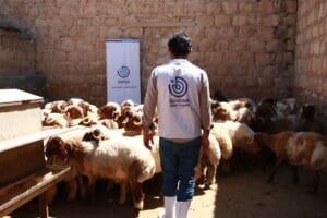 Qurbani_ Rulings and Animal Welfare