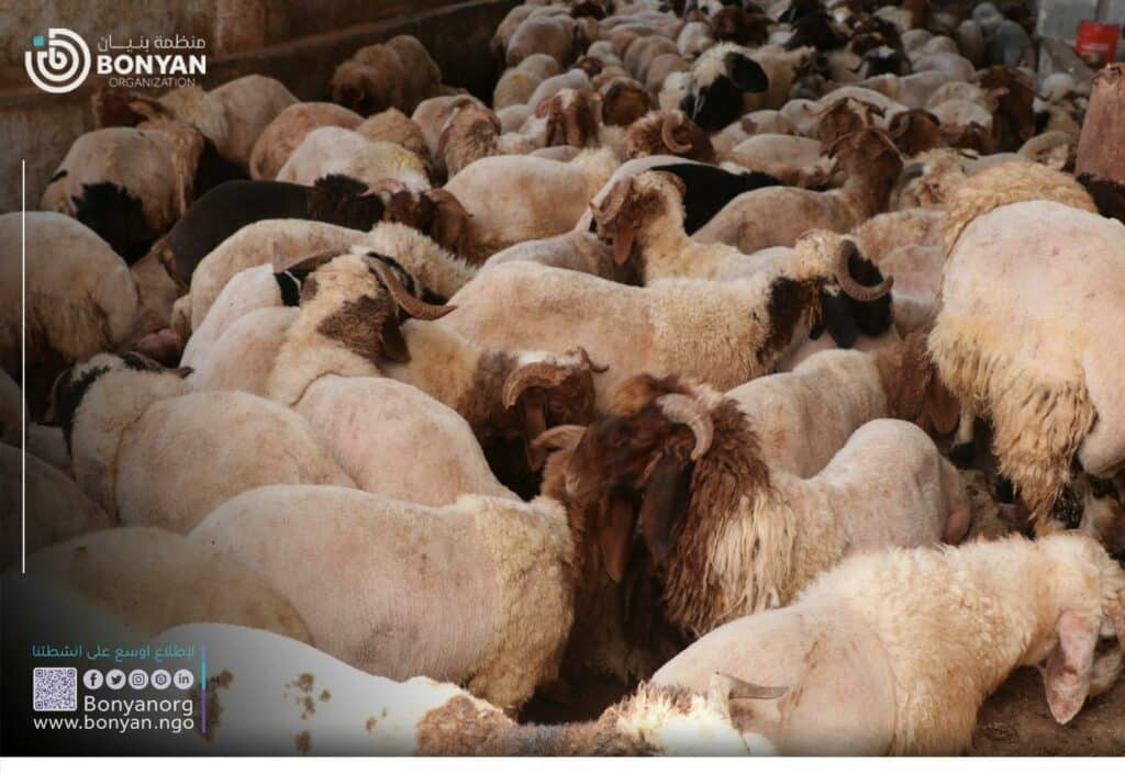 Qurbani pour un nouveau-né